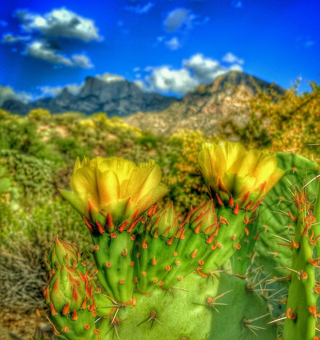 Old Pueblo Shutterbugs